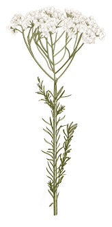 Schafgarbe, Achillea millefolium