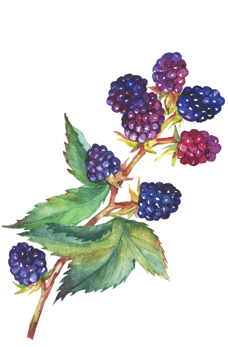 Brombeere, Rubus fructicosus