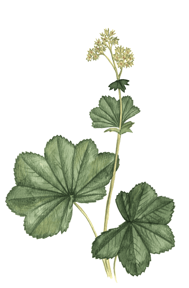 Frauenmantel, Tanacetum balsamita