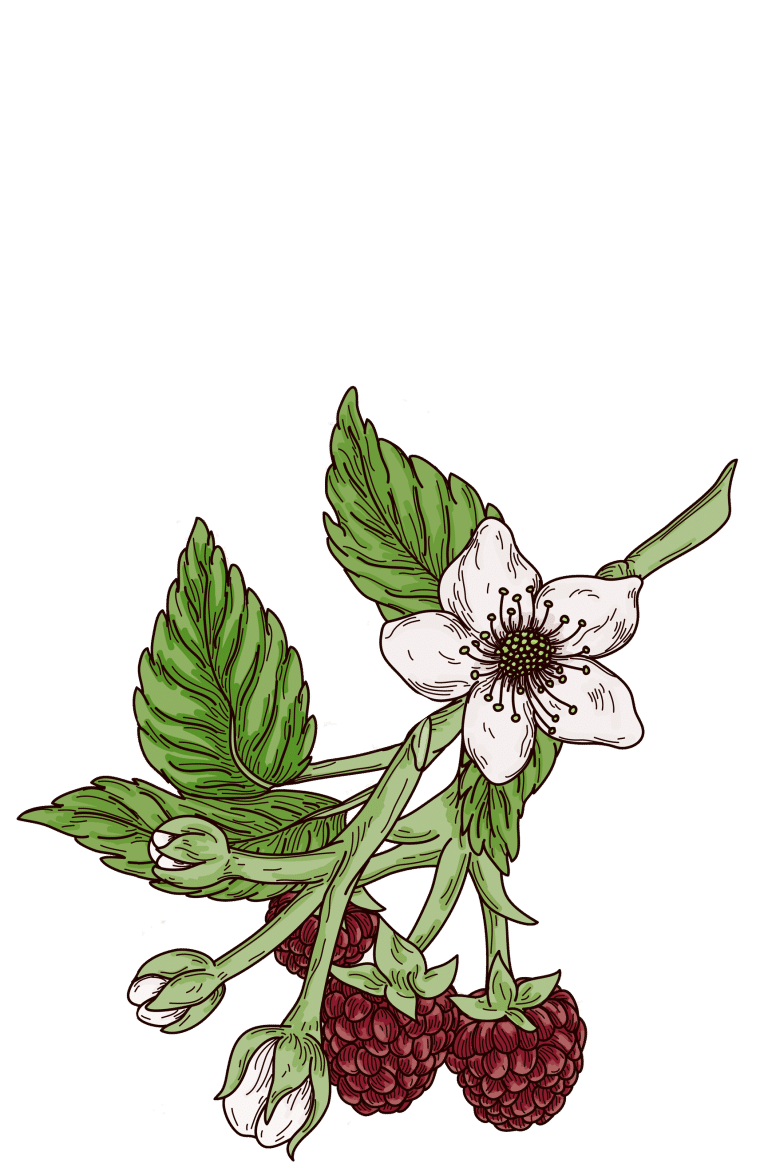 Himbeerblätter, Rubus idaeus