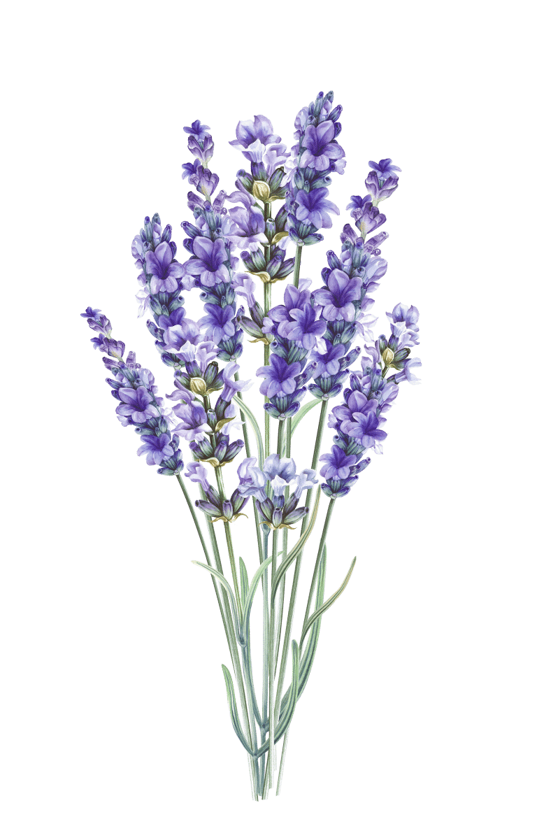Lavendel, Lavandula angustifolia