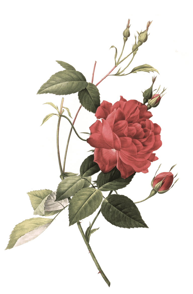 Rosenblüten, Rosa