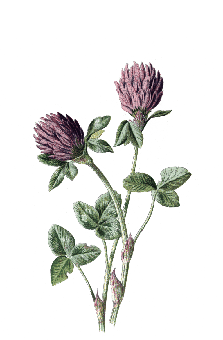 Rotklee, Trifolium pratense