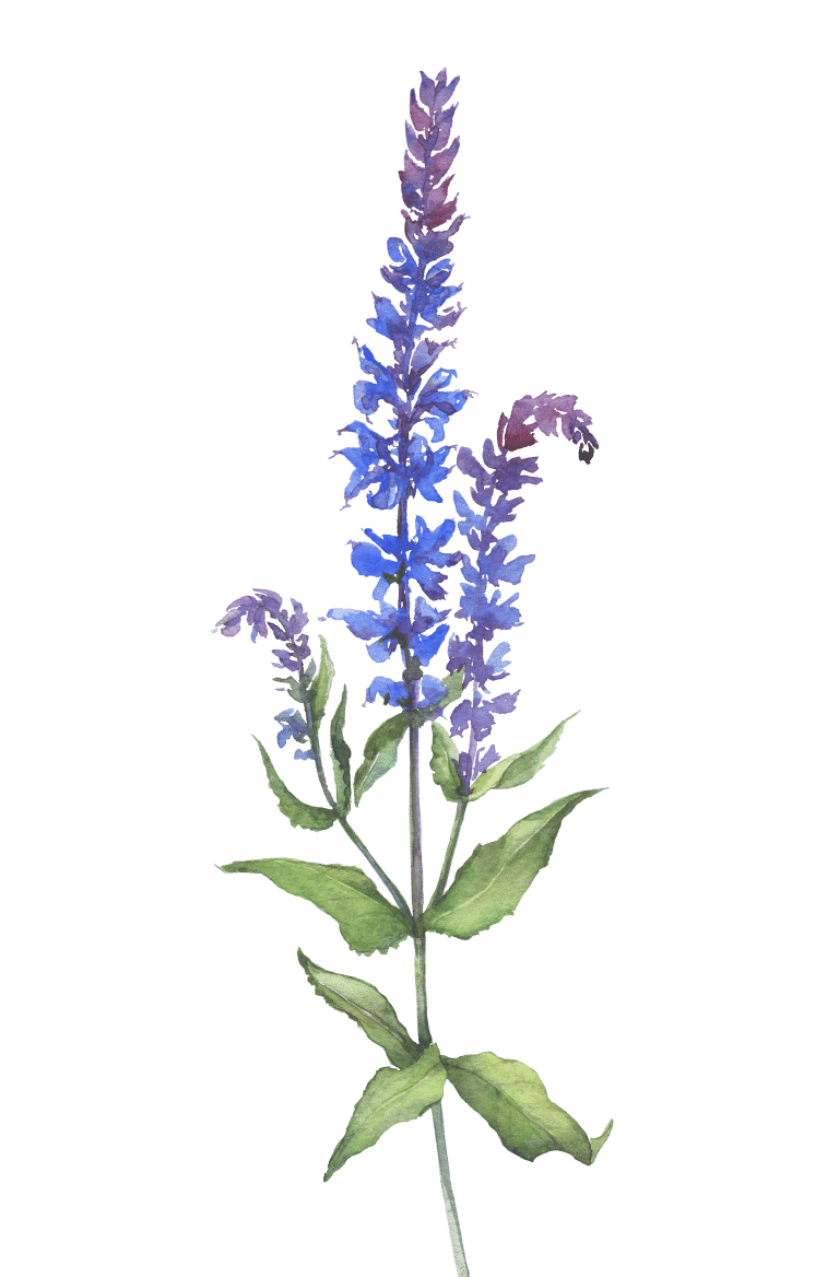 Wiesensalbei, Salvia pratensis