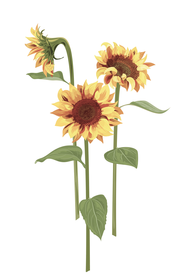 Sonnenblumen, Helianthus annuus